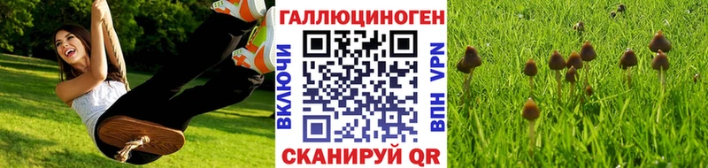 где продают   Остров  Псилоцибиновые грибы Psilocybine cubensis 
